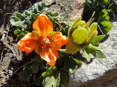 Grausa lateritia