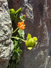 Grausa lateritia