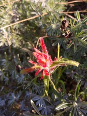 Castilleja affinis affinis