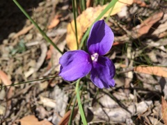 Utricularia dichotoma