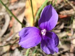 Utricularia dichotoma