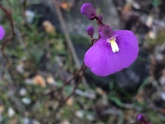 Utricularia dichotoma