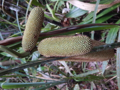Freycinetia