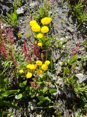 Calceolaria filicaulis