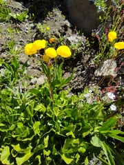 Calceolaria filicaulis