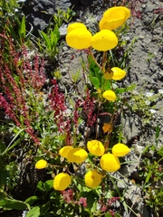 Calceolaria filicaulis