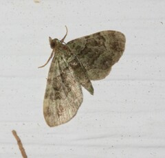 Pasiphila rectangulata