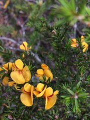 Pultenaea juniperina
