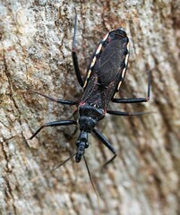 Piestolestes obscurus