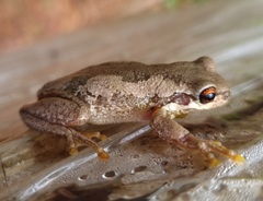 Litoria dentata