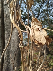 Ipomoea mauritiana