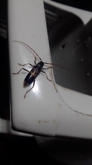 Phoracantha semipunctata