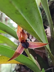 Maxillaria cucullata