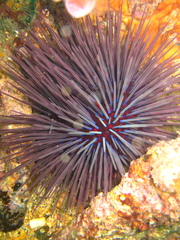 Centrostephanus tenuispinus