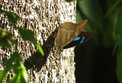 Archaeoprepona demophon