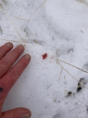 Lagomorpha