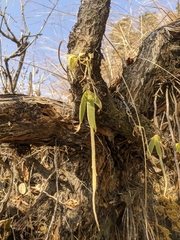 Oberonia pachyrachis