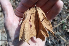 Ipomoea mauritiana