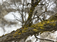 Candelariella rosulans