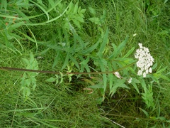 Conioselinum