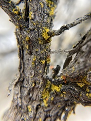 Candelariella rosulans