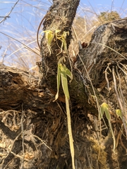 Oberonia pachyrachis