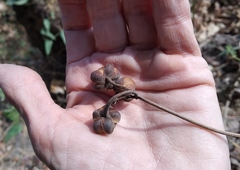 Ipomoea mauritiana