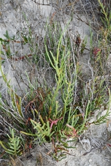 Salicornia perennis