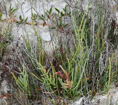 Salicornia perennis