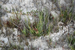Salicornia perennis