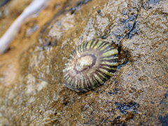 Siphonaria funiculata