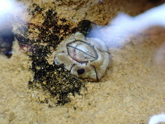 Chthamalus antennatus