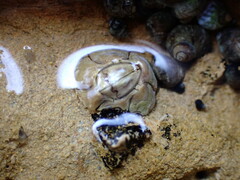 Chthamalus antennatus