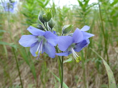 Polemonium acutiflorum