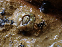 Chthamalus antennatus