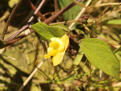 Vigna reflexopilosa