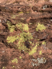 Acarosporaceae