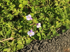 Mazus fauriei