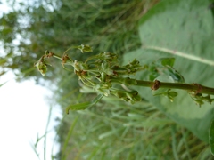Rumex arcticus