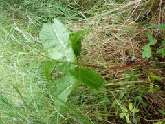 Rumex arcticus
