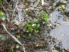 Cardamine bellidifolia