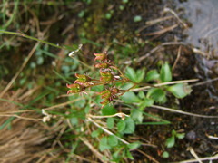 Micranthes redofskyi