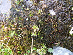 Micranthes foliolosa