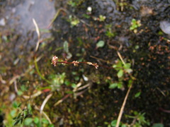 Micranthes foliolosa