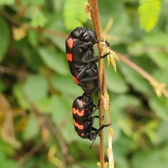 Hycleus biundulatus