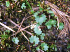 Micranthes porsildiana