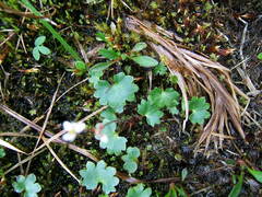 Micranthes porsildiana