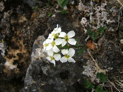 Cardamine microphylla