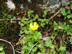 Ranunculus nivalis