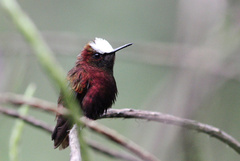 Microchera albocoronata